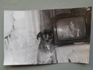 PRL telewizor pies (1020d)