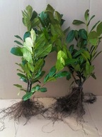 Laurowiśnia NOVITA sadzonka z gołym korzeniem 40-70 cm