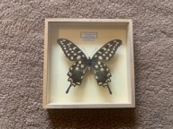 Motyl w ramce 18x18 cm - Papilio Antenor Madagascar