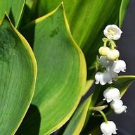 Konwalia majowa 'Hardwick Hall' sadzonka,,,,