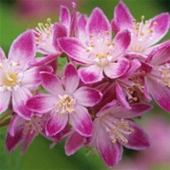 Żylistek MIODODAJNY piękne kwiaty duże sadzonki