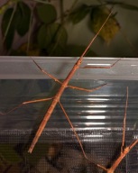 PATYCZAK ROGATY | Medauroidea extradentata L2-L4 patyczaki, straszyki