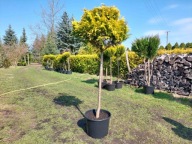 Cyprysik cięty w kulę na pniu nr 13