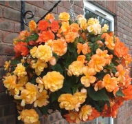 BEGONIA BULWIASTA ZWISAJĄCA Illumination Apricot Shades