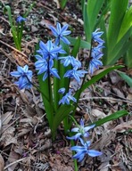 CEBULICA SYBERYJSKA SCILLA SYBERICA sadzonka pojemniku 10 cm wieloletnia