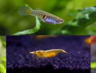 Drobnotka Nadobna para Krewetki żółte Yellow 5 szt do nanoakwarium 20l