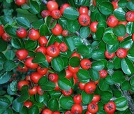 IRGA SZWEDZKA CORAL BEAUTY zadarniająca płożąca