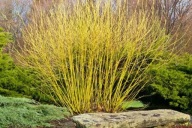 Dereń rozłogowy 'Flaviramea' (36)- 3 l