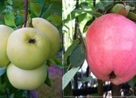 Jabłoń DUO – Papierówka + Early Geneva, dwie odmiany na jednym drzewku