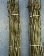 Ligustr Liguster sztobry 100 sztuk