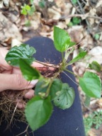 fiołek leśny wonny sadzonki nadwyżki