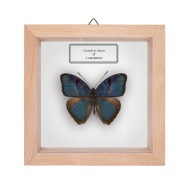 Motyl w gablotce Euriphene duseni