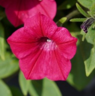 Petunia H Garden Supreme Rassberry jak Supertunia