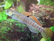 Babka tęczowa ( czyściciel glonów)