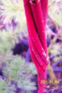 Dereń biały pienny barwny liść okaz 11 letni szczepiony inny