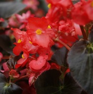Begonia Big Red with Bronze Leaf czerwone KWIATY CZERWONE LIŚCIE