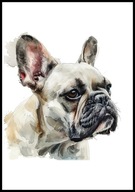 A2 OBRAZ PLAKAT PIES PUPIL PLAKAT BULDOG FRANCUSKI JASNE UMASZCZENIE