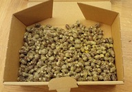 Pszczoła Murarka Ogrodowa kokony 500 szt.+ 5% gratis + pudełko!!!