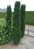 CIS FASTIGIATA TAXUS BACATA PIĘKNA WĄSKA KOLUMNA SADZONKA W DONICZCE