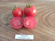 Pomidor Early Williamette bardzo wczesny z USA