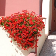Pelargonia czerwona ZWISAJĄCA DŁUGA Balcon Red