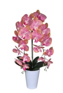Storczyk duwpędowy dwa pędy Orchidea doniczka biała na Prezent