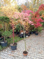 Klon palmowy green w misie szczepiony japoński inny