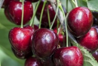 Czereśnia REGINA – duże, bardzo smaczne owoce, odmiana deserowa