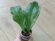Hoya Hoja GERMANY PALAU ukorzeniona