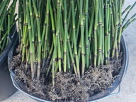 Skrzyp zimowy bambusowy zimozielony HIT sezonu 100 sadzonek Posadź teraz !!