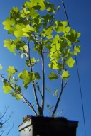 Tulipanowiec wielopędowy mini szczepiony inny