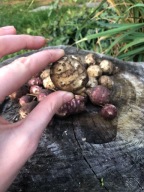 Słonecznik bulwiasty (Topinambur) – Sadzeniaki 40 szt.