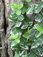 Trzmielina Fortune’a trzmielina Emerald Gaiety zimozielona 50 cm!