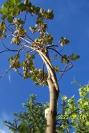 Perukowiec pienny czerwony 140 cm szczepiony inny