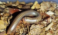 Atopochetus spinimargo wij