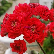 Pelargonia - Chic Grand Prix - sadzonka