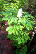 Kasztanowiec różowy lipa złotokap buk brzoza inny