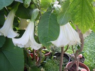 Brugmansia Suaveolens Var. Biała-sadzonki + 3nasi.lili lotosu