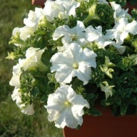 Petunia Conchita Grande WHITE wielki kwiat zwisająca