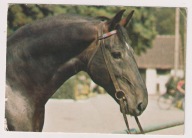 Stadnina Koni Strzelce Opolskie 1983r. ogier czołowy Lakmus Koń Konie l637