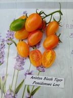 Pomidor Aristan Blush Tiger pyszna plenna koktajlówka
