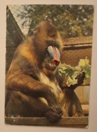 KRAKÓW. ZOO Krakowski Ogród Zoologiczny. Mandryll, CZYSTA, 1971 rok