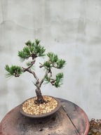Sosna drobnokwiatowa pinus parviflora Aoi bonsai