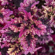 Koleus Coleus Raja Chocolithi KOLOROWE LISTKI