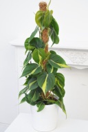 Philodendron Filodendron scandens Brasil pnący SADZONKA 20 cm