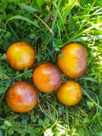 Pomidor Alice's dream Sen Alicji multicolor nasiona kolekcjonerskie