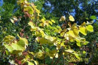 Lipa 220cm szczepiona żółta karłowa pienna inna