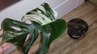 Monstera deliciosa variegata
