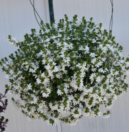 Scewola Scaevola Whirlwind Early Compact White ROŚLINA ZWISAJĄCA