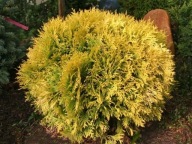 Tuja Amber Glow (164) - 3 l